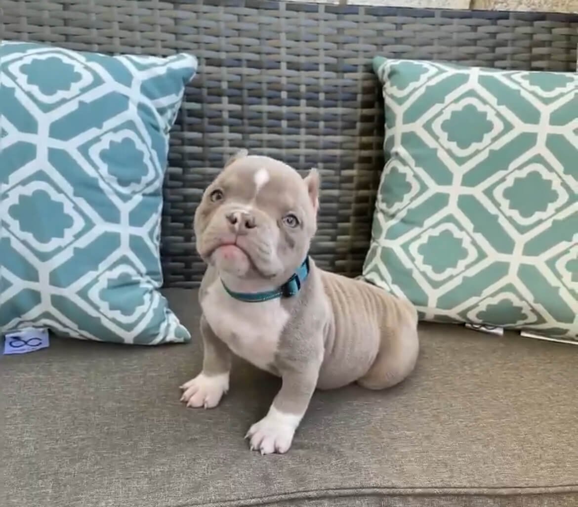 exotic bullies for sale