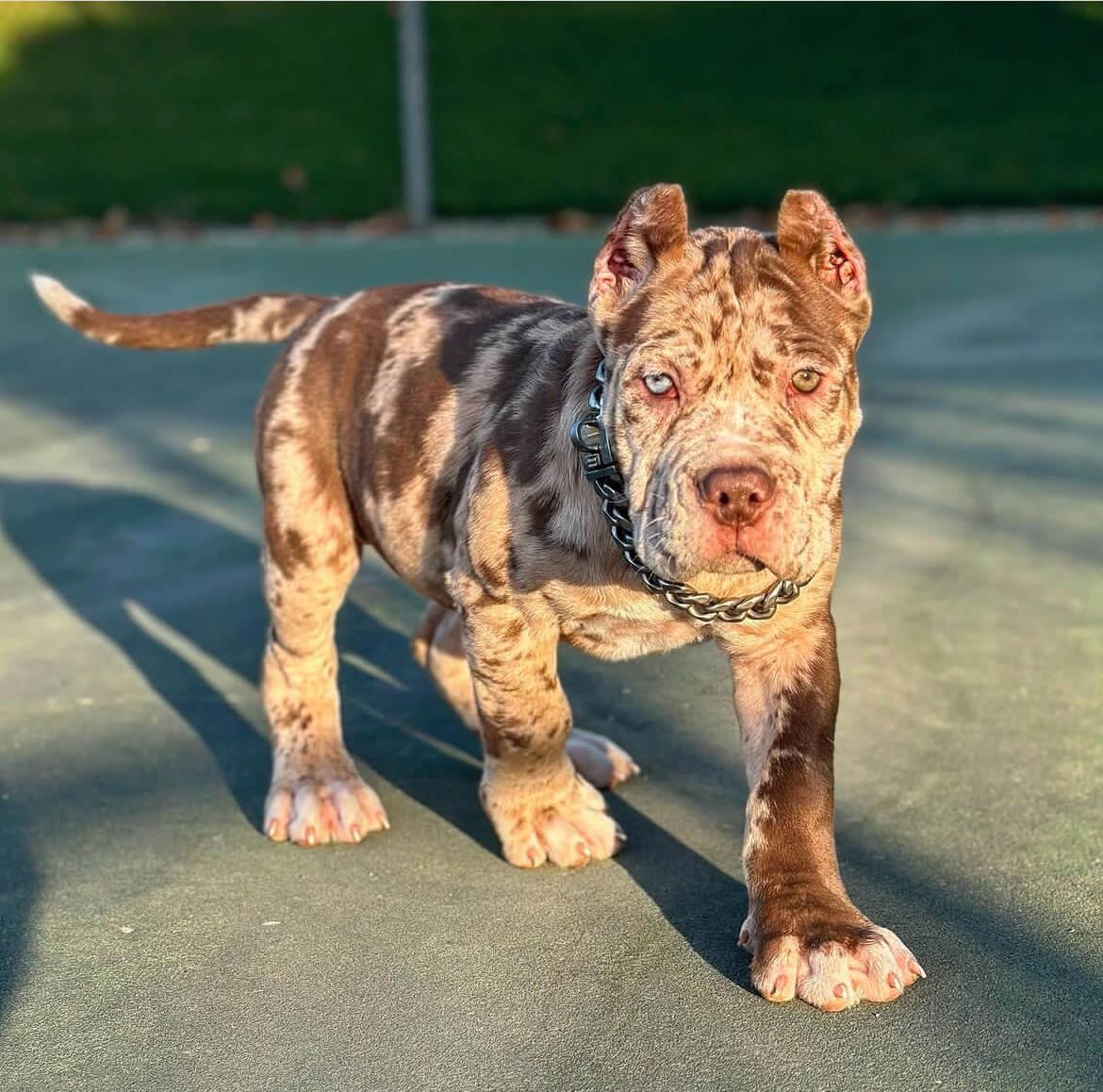 exotic bullies for sale